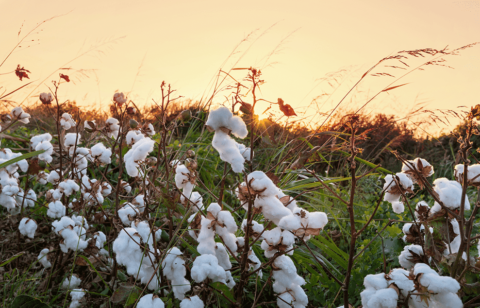 our organic cotton story