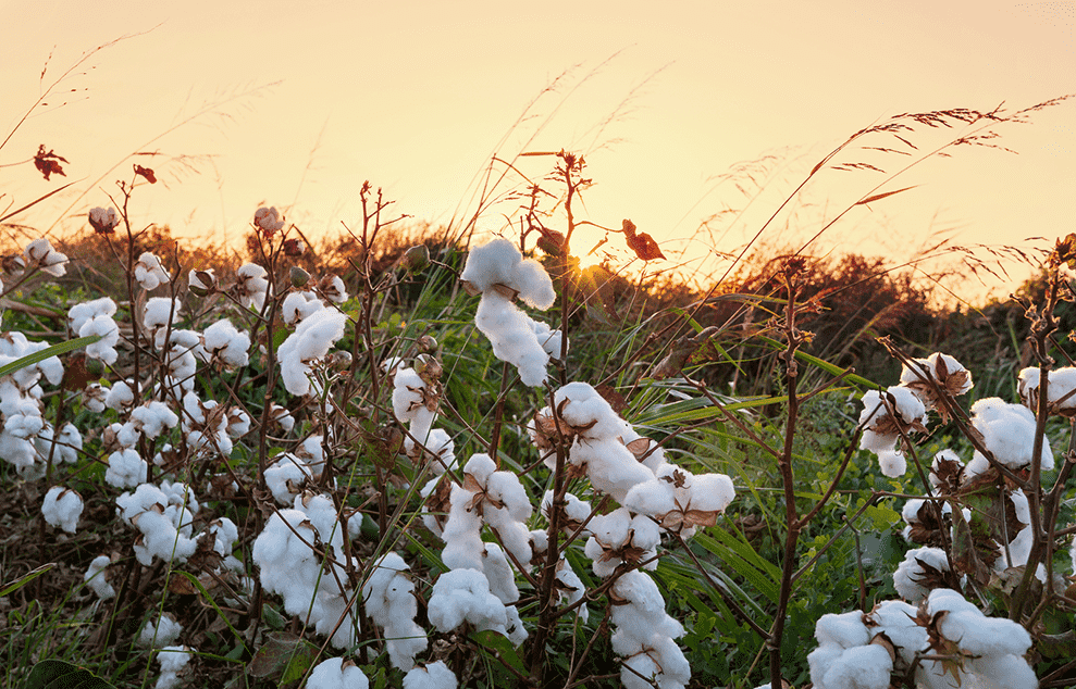 We Grow Organic Cotton T Shirts SOS from Texas